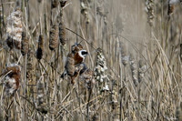 lingezegen_TH_0471