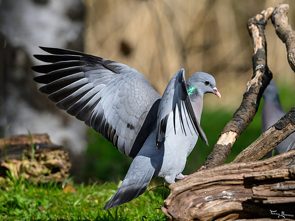 rays_vogelhut_TH_0453