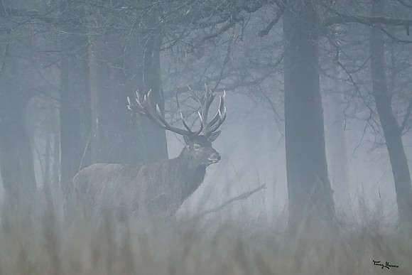 hogeveluwe_TH_0136