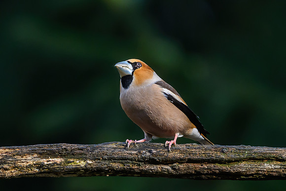 boshut_espelo_TH_0253