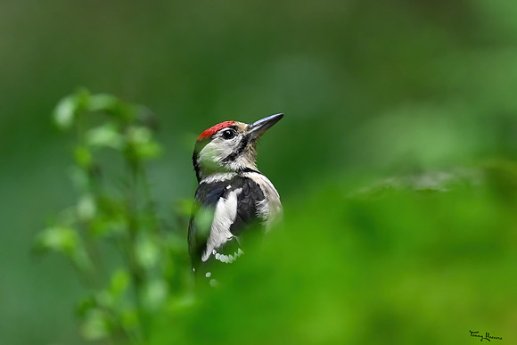 vogelhut_espelo_TH_1531