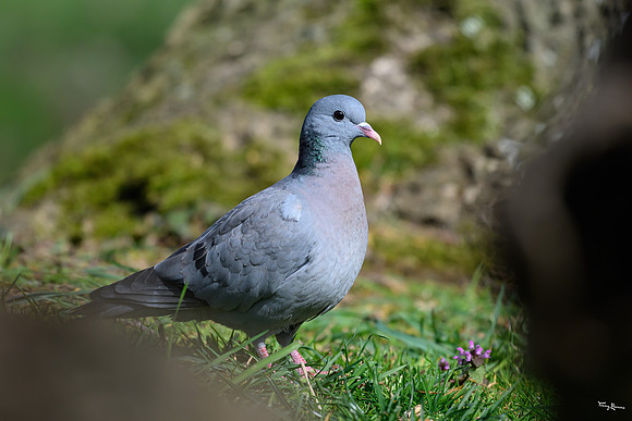 rays_vogelhut_TH_0442