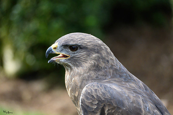 faunadag_middachten_TH_0466