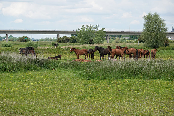 rondje_scoot_TH_0808