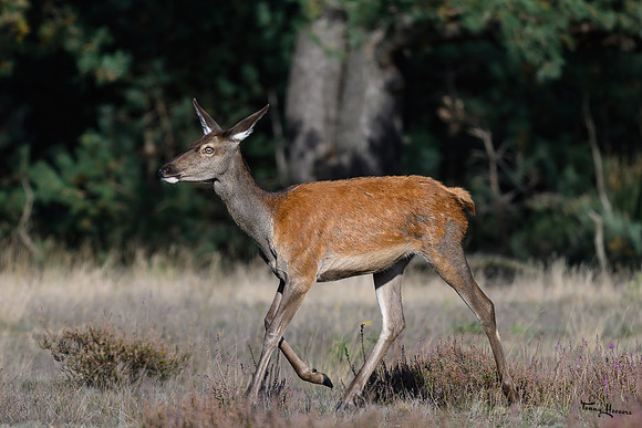 hogeveluwe_TH_1652