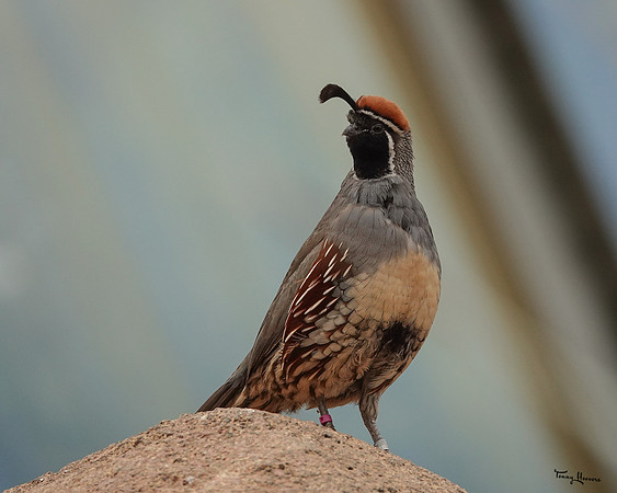 burgerszoo_TH_1205
