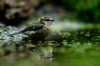 vogelhut_zuurberg_TH_1148