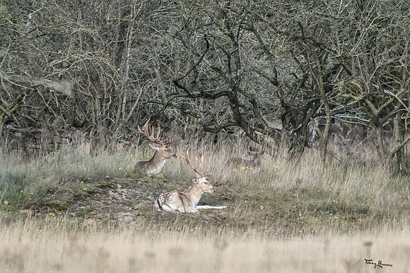 awd_TH_1881
