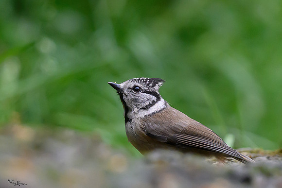 vogelhut_zuurberg_TH_0863