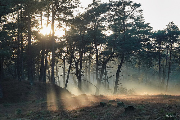 hogeveluwe_TH_0129