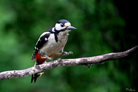 kingfisherhouse_TH_0840