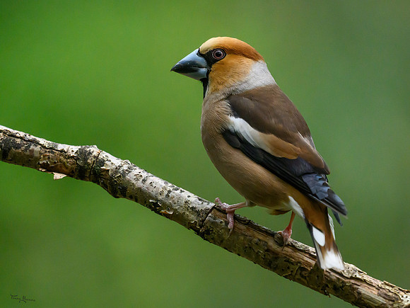 vogelhut_zuurberg_TH_0886