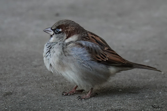 burgerszoo_TH_0035