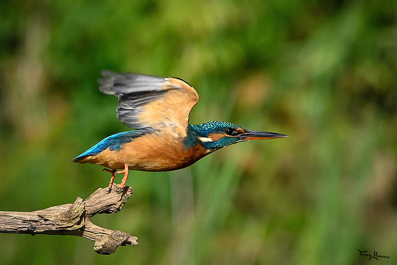 tuinhut_TH_1805