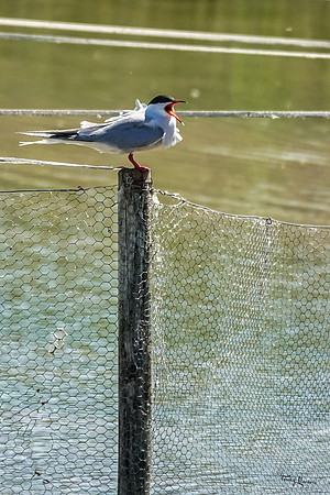 lingezegen_TH_0765