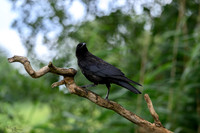 eays_vogelhut_TH_1130