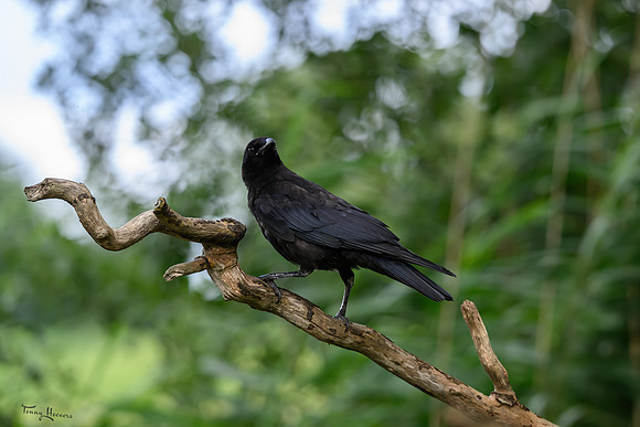 eays_vogelhut_TH_1130