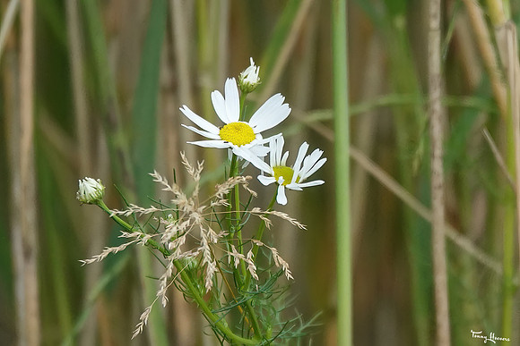lingezegen_TH_1269