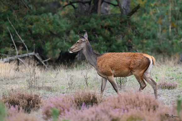hogeveluwe_TH_1597