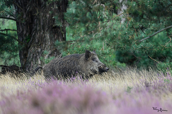 hogeveluwe_TH_1566