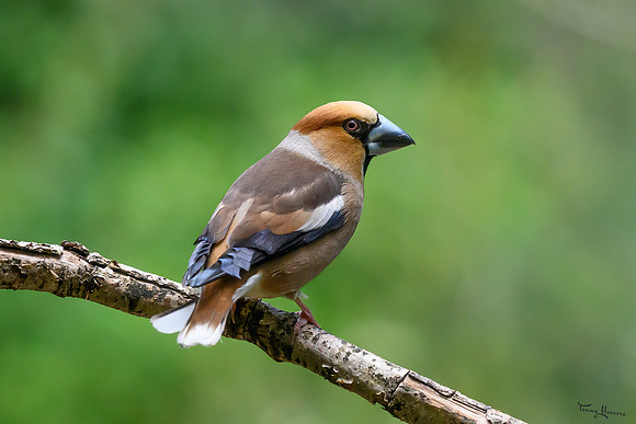 vogelhut_zuurberg_TH_0876