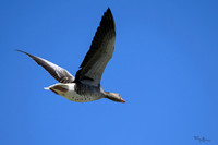 lingezegen_TH_0744