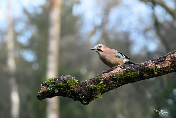 boshut_espelo_TH_0245