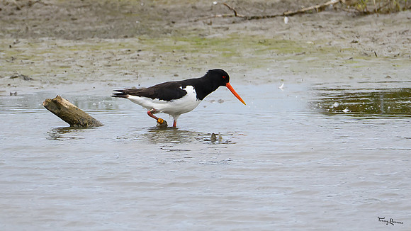 lingezegen_TH_0829