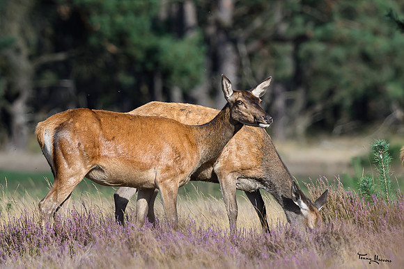hogeveluwe_TH_1558