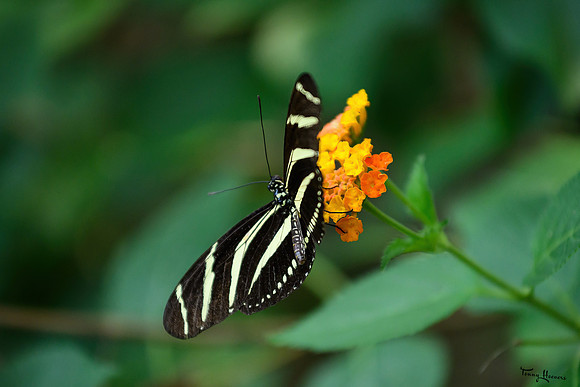 burgerszoo_TH_1325