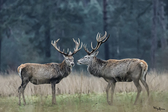 hogeveluwe_TH_0125