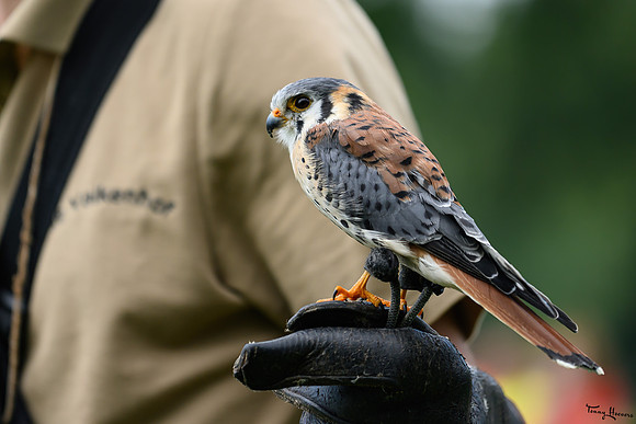 valkenhof_TH_1386