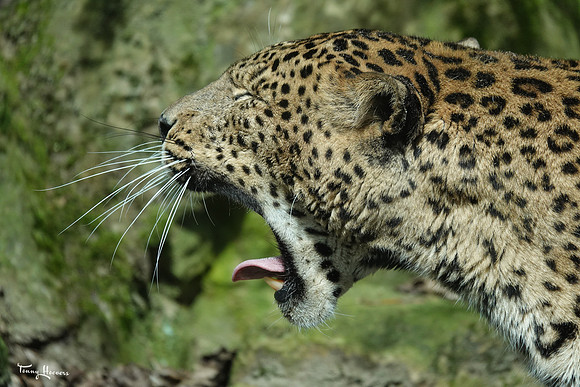 burgerszoo_TH_0481