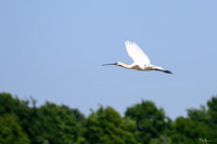 lingezegen_TH_0746