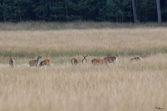 hogeveluwe_TH_1782