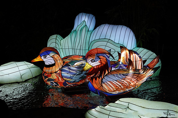ouwehand_light_zoo_TH_0079