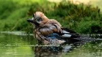 vogelhut_zuurberg_TH_1142