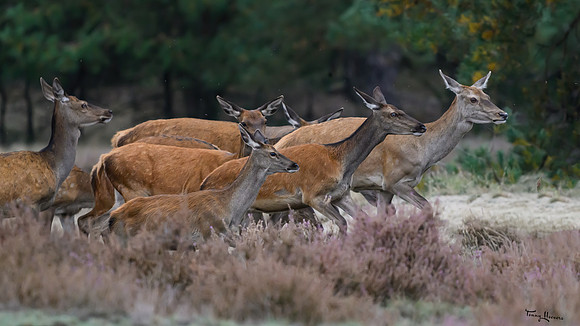 hogeveluwe_TH_1606