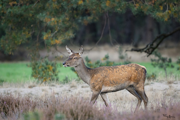 hogeveluwe_TH_1659