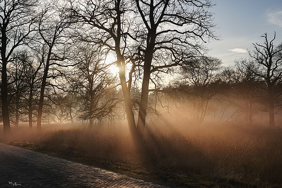 hogeveluwe_TH_0131