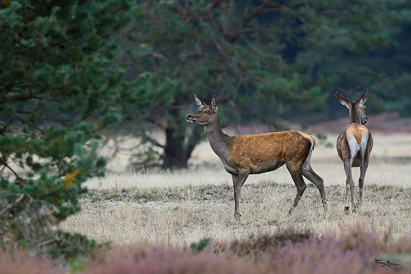 hogeveluwe_TH_1600
