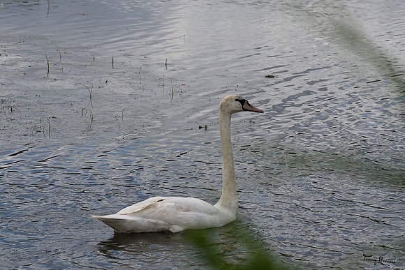 lingezegen_TH_1287