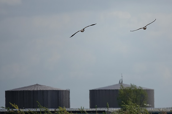 lingezegen_TH_0611