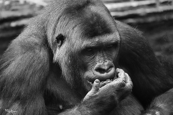 burgerszoo_TH_1216