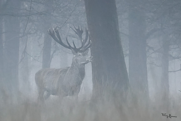 hogeveluwe_TH_0139