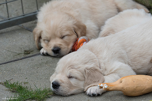 pups-joplynn-5weken_TH_1913