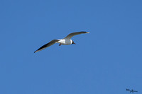 lingezegen_TH_0481
