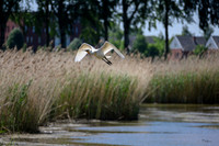 lingezegen_TH_0737