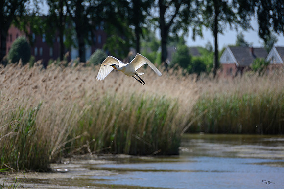lingezegen_TH_0737