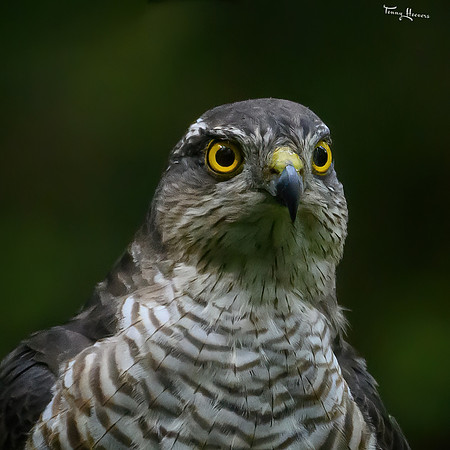 vogelhut_zuurberg_TH_1145